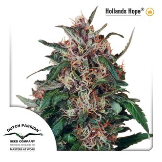 Hollands Hope (Dutch Passion) feminiserade cannabisfr&ouml;n