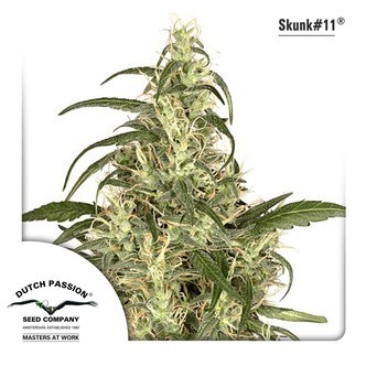 Skunk 11 (Dutch Passion) feminiserade cannabisfr&ouml;n