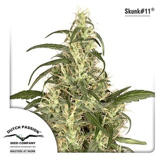 Skunk 11 (Dutch Passion) Feminiserade