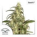Skunk 11 (Dutch Passion) Feminiserade