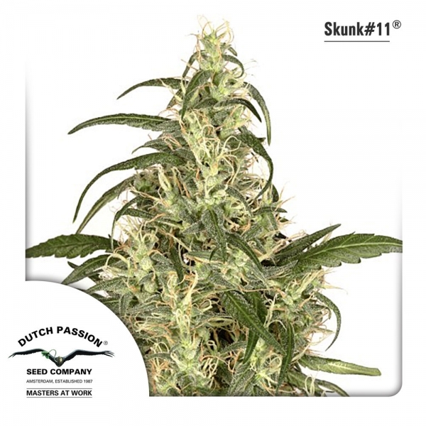 Skunk 11 (Dutch Passion) Feminiserade