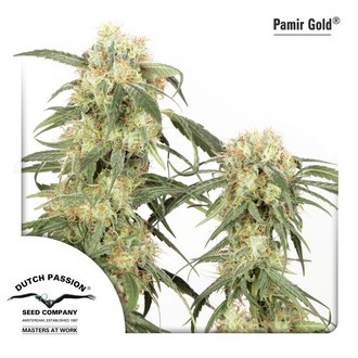 Pamir Gold (Dutch Passion) Feminiserade