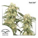 Pamir Gold (Dutch Passion) Feminiserade