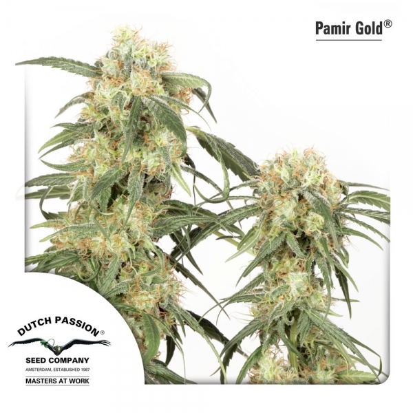 Pamir Gold (Dutch Passion) Feminiserade