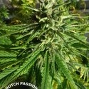 Pamir Gold (Dutch Passion) Feminiserade