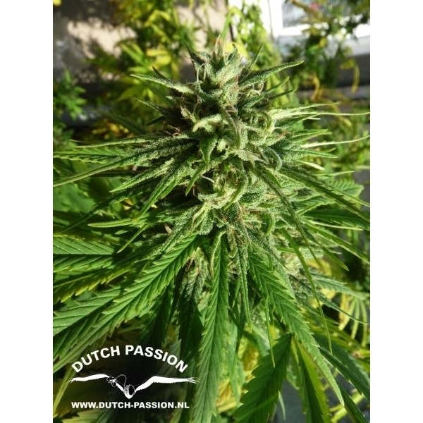 Pamir Gold (Dutch Passion) Feminiserade