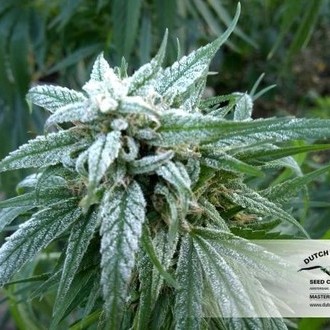 Pamir Gold (Dutch Passion) Feminiserade