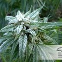 Pamir Gold (Dutch Passion) Feminiserade