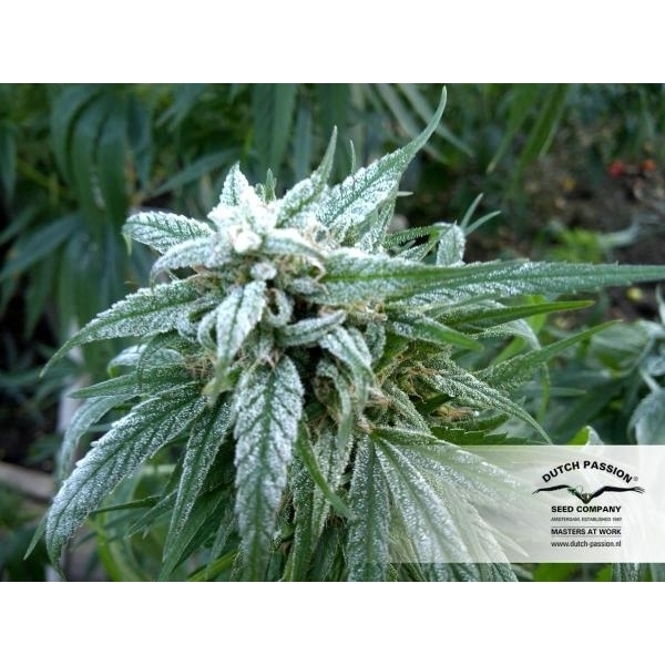 Pamir Gold (Dutch Passion) Feminiserade