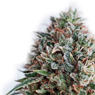 CBD+ Critical 47 (Positronics) feminiserade cannabisfr&ouml;n