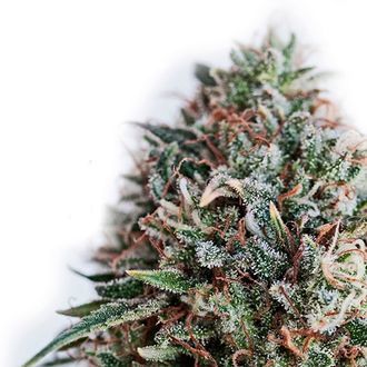 CBD+ Critical 47 (Positronics) Feminiserade