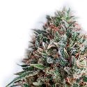 CBD+ Critical 47 (Positronics) Feminiserade