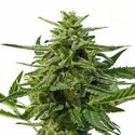 Northern Haze Auto (Positronics) Feminiserade