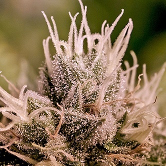Jack Diesel Auto (Positronics) feminiserade
