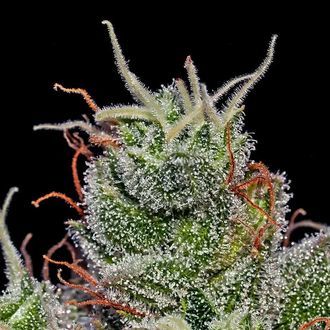 Supercheese Auto (Positronics) Feminiserade