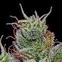 Supercheese Auto (Positronics) Feminiserade
