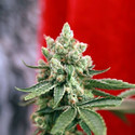 Guayaka (Reggae Seeds) reguljär