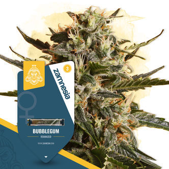 Bubblegum (Zamnesia Seeds) feminiserade