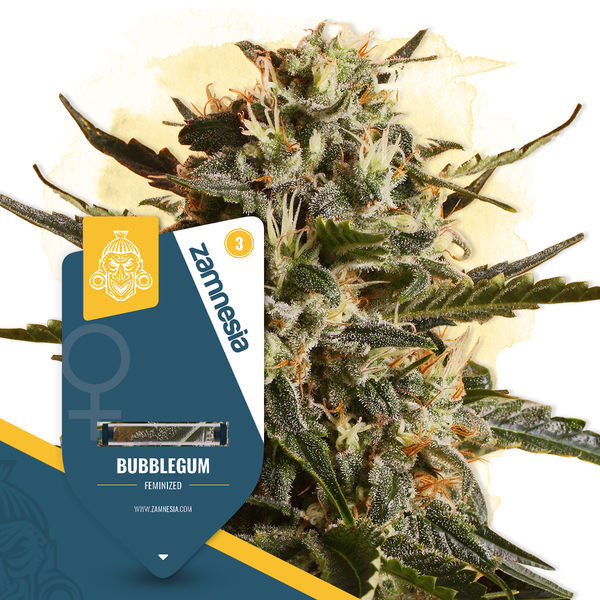 Bubblegum (Zamnesia Seeds) Feminiserade