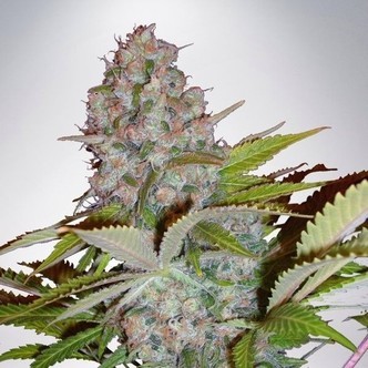 Auto Cheese NL (Ministry of Cannabis) feminiserade cannabisfr&ouml;n