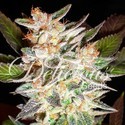 Delicious Candy Auto (Delicious Seeds) Feminiserade