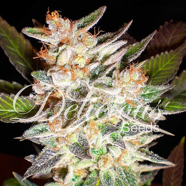 Delicious Candy Auto (Delicious Seeds) Feminiserade