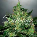 Critical Jack Herer Auto (Delicious Seeds) Feminiserade