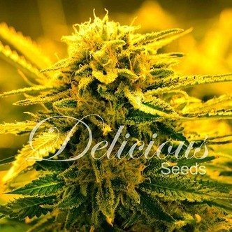 Sugar Black Rose Auto (Delicious Seeds) feminiserade
