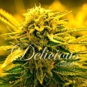 Sugar Black Rose Auto (Delicious Seeds) Feminiserade