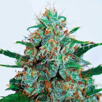 Critical Neville Haze Auto (Delicious Seeds) Feminiserade