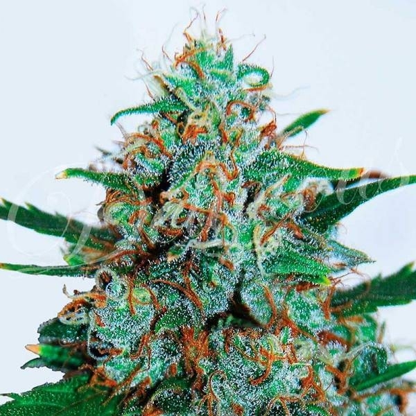 Critical Neville Haze Auto (Delicious Seeds) Feminiserade