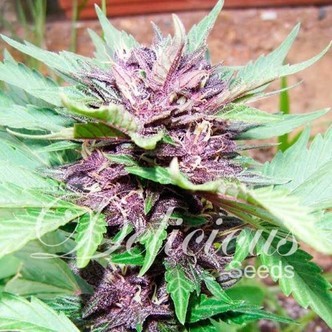 Auto Dark Purple (Delicious Seeds) feminiserade cannabisfr&ouml;n