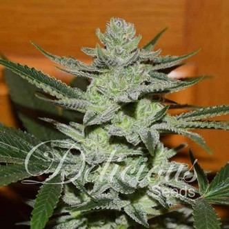 Desconocida Kush (Delicious Seeds) feminiserade cannabisfr&ouml;n