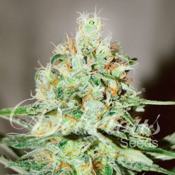 Jägg Kush (Delicious Seeds) Feminiserade