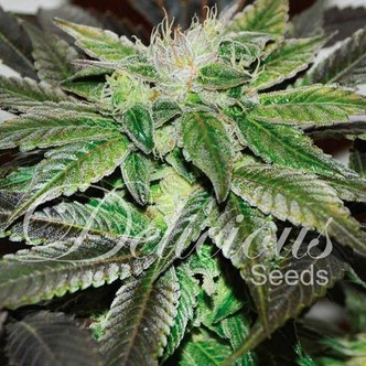 Sugar Candy (Delicious Seeds) feminiserade