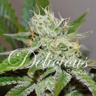 Original Juan Herer (Delicious Seeds) feminiserade cannabisfr&ouml;n