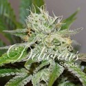 Original Juan Herer (Delicious Seeds) Feminiserade