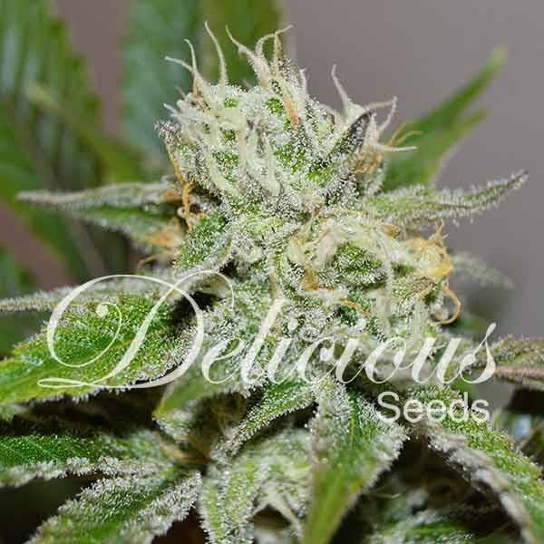 Original Juan Herer (Delicious Seeds) Feminiserade