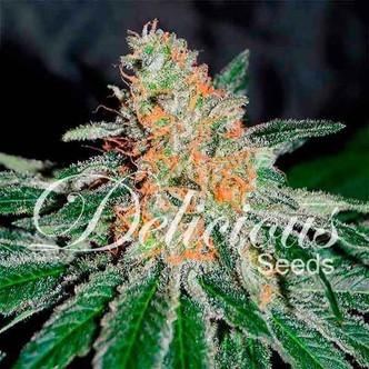 CBD Jam (Delicious Seeds) feminiserade cannabisfr&ouml;n