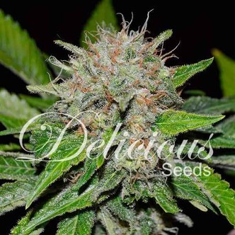 Deep Mandarin (Delicious Seeds) feminiserade cannabisfr&ouml;n