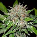 Deep Mandarine (Delicious Seeds) Feminiserade