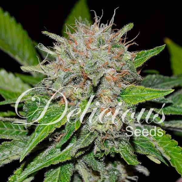 Deep Mandarine (Delicious Seeds) Feminiserade