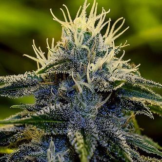 Afghan Express (Positronics) feminiserade