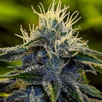 Afghan Auto (Positronics) Feminiserade