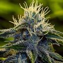 Afghan Auto (Positronics) Feminiserade