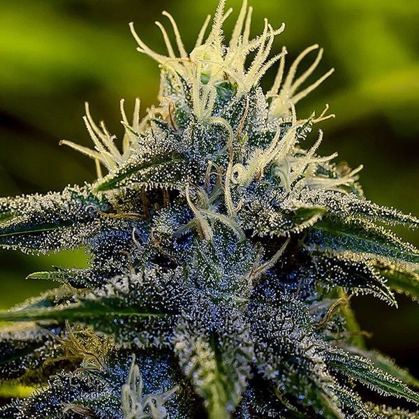 Afghan Auto (Positronics) Feminiserade