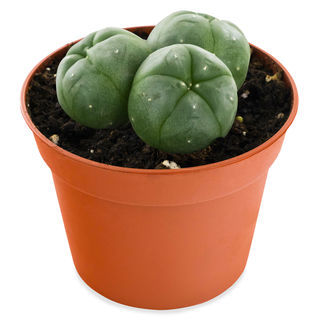 Peyote 3-kluster (Lophophora williamsii)