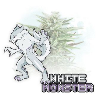 White Monster Autoflower (Zamnesia Seeds) Feminiserade