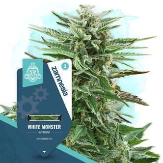 White Monster Automatic (Zamnesia Seeds) feminiserade cannabisfr&ouml;n