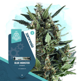 Blue Monster Automatic (Zamnesia Seeds) feminiserade cannabisfr&ouml;n